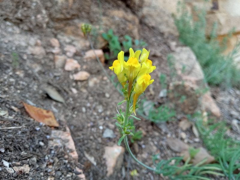 Linaria supina, photographed by Josep Gesti