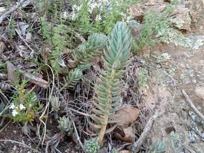 Petrosedum sediforme, photographed by Josep Gesti