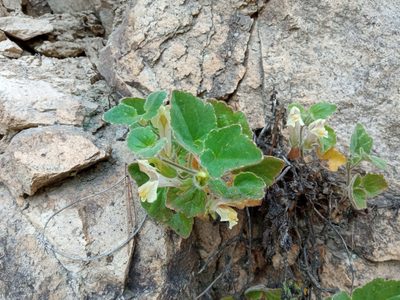 Asarina procumbens, photographed by Josep Gesti