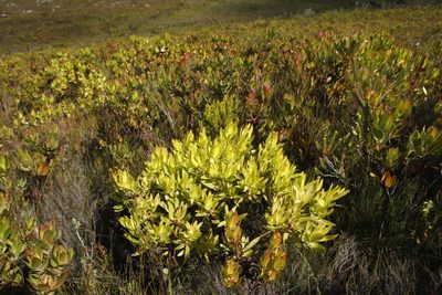 Leucadendron gandogeri, photographed by Tony Rebelo