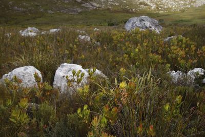 Leucadendron gandogeri, photographed by Tony Rebelo