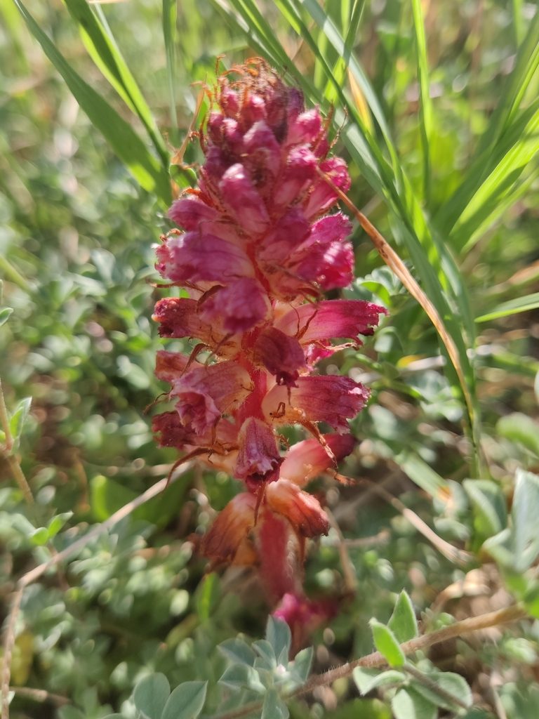 Orobanche sanguinea, photographed by Riccardo Rocca