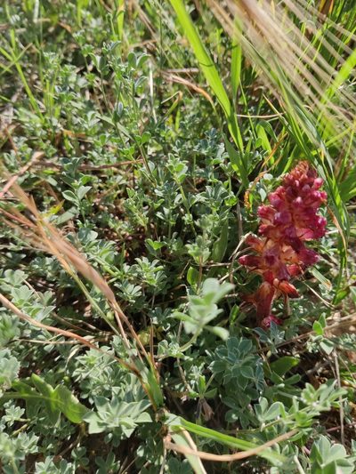 Orobanche sanguinea, photographed by Riccardo Rocca