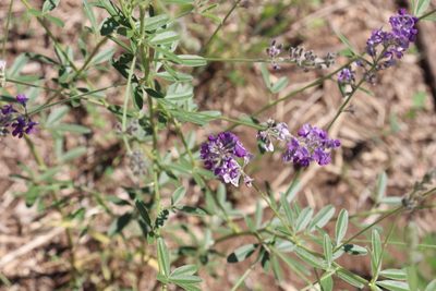 Pediomelum tenuiflorum, photographed by Mark G