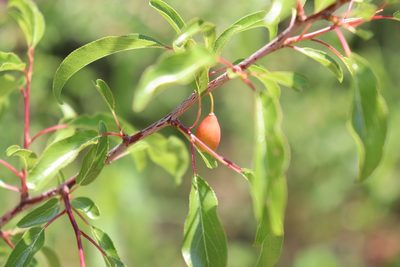 Prunus angustifolia, photographed by Mark G