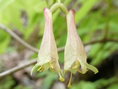 Lonicera canadensis, photographed by Bruce Cook