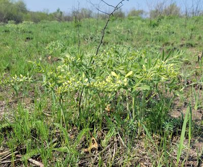 Baptisia leucophaea, photographed by aarongunnar