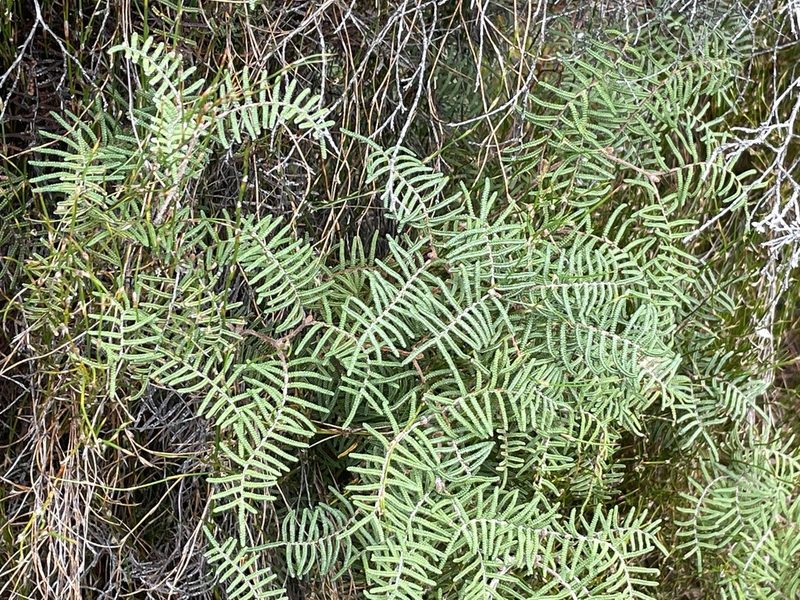 Gleichenia alpina, photographed by Penelope Noel Gillette