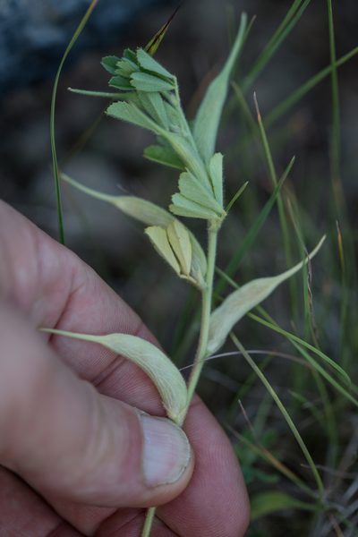 Trigonella gladiata, photographed by Tim Johnson