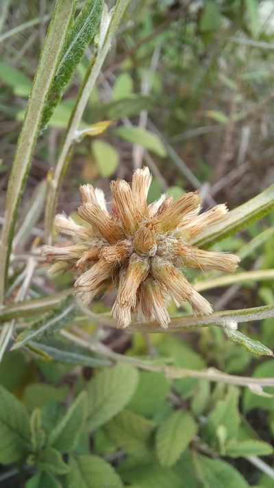 Pterocaulon lorentzii, photographed by JG