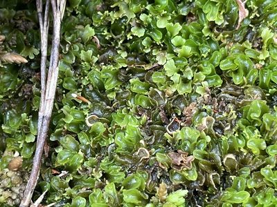 Riccardia cochleata, photographed by Penelope Noel Gillette