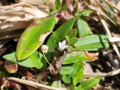 Oldenlandia corymbosa, photographed by Tyler Bishop