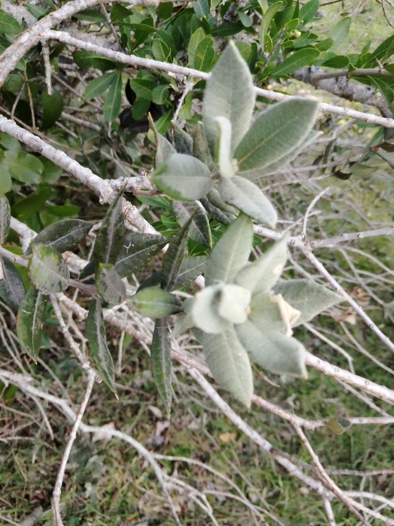 Myrceugenia myrtoides, photographed by Paisaje Protegido Paso Centurión y Sierra de Ríos