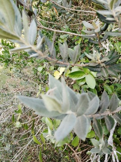 Myrceugenia myrtoides, photographed by Paisaje Protegido Paso Centurión y Sierra de Ríos