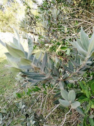 Myrceugenia myrtoides, photographed by Paisaje Protegido Paso Centurión y Sierra de Ríos