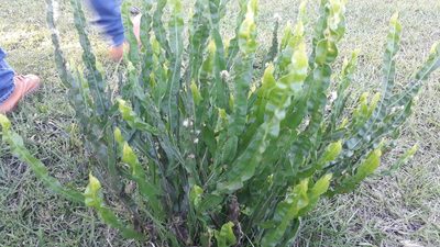 Baccharis genistelloides, photographed by danielrmacias
