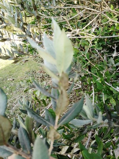 Myrceugenia myrtoides, photographed by Paisaje Protegido Paso Centurión y Sierra de Ríos