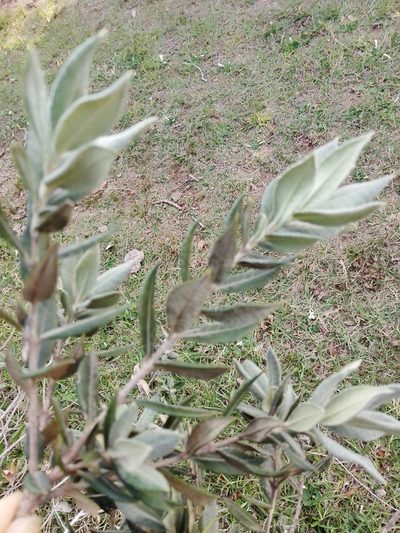 Myrceugenia myrtoides, photographed by Paisaje Protegido Paso Centurión y Sierra de Ríos
