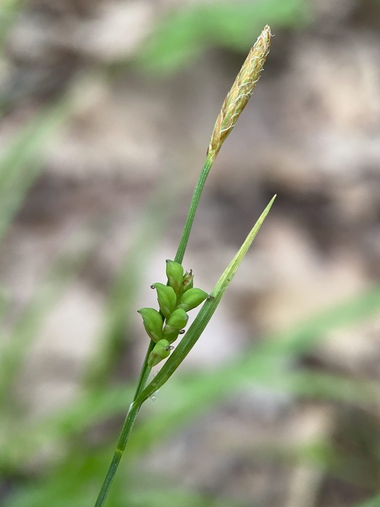 Carex gracilescens, photographed by Zihao Wang
