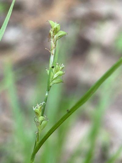 Carex gracilescens, photographed by Zihao Wang