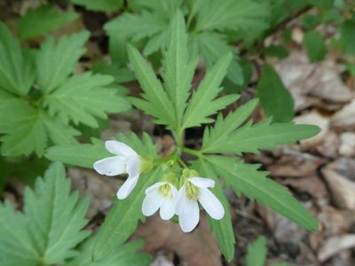 Cardamine concatenata
