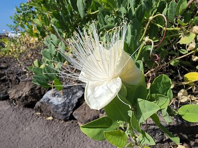 Capparis sandwichiana, photographed by Tyler Bishop