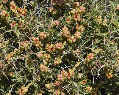 Sarcopoterium spinosum, photographed by TOUROULT Julien