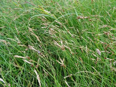 Carex disticha, photographed by Grzegorz Grzejszczak