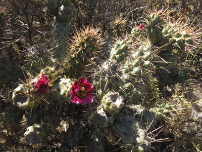 Cylindropuntia prolifera, photographed by emilyd47