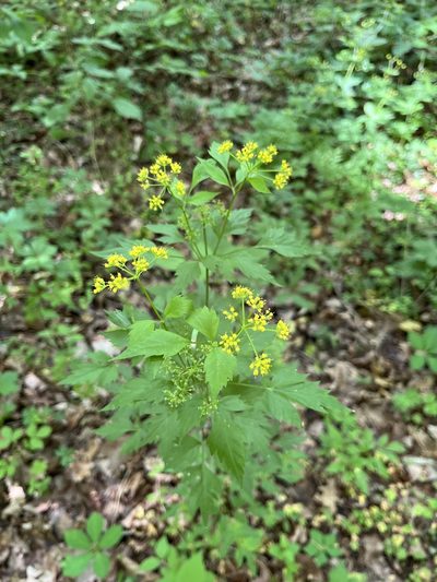 Thaspium barbinode, photographed by Evelyn Davis
