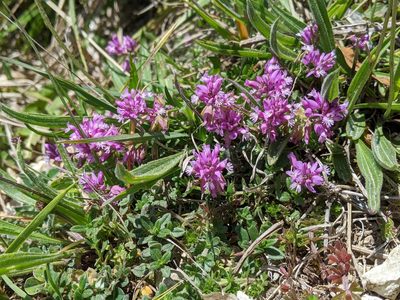 Polygala vulgaris, photographed by Victor Heng