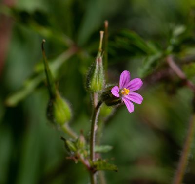 Geranium purpureum, photographed by Daniela Costa