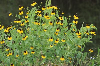 Rudbeckia amplexicaulis, photographed by Mike Tilley
