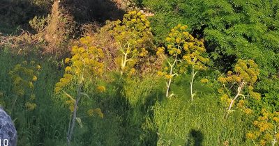 Ferula communis, photographed by AnimalObserverDeniz321