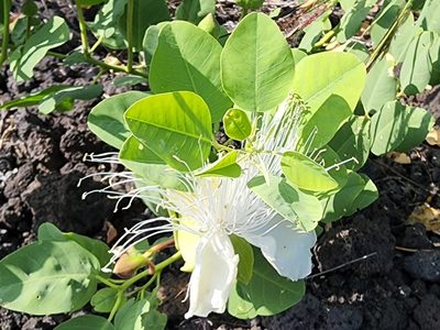 Capparis sandwichiana, photographed by Tyler Bishop