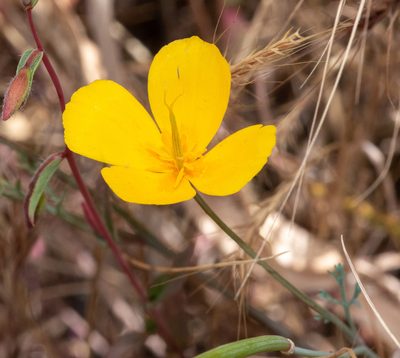 Eschscholzia caespitosa, photographed by Don Loarie