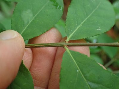 Euonymus alatus, photographed by Evan M. Raskin