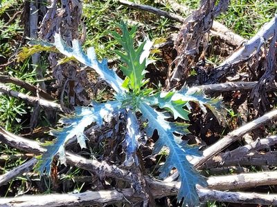 Argemone glauca, photographed by Tyler Bishop