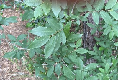 Ulmus alata, photographed by ALLIE BORGMEYER