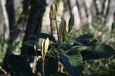 Eriobotrya japonica, photographed by Jacqueline Jeanne