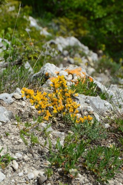 Genista albida, photographed by Ирина Хохрякова
