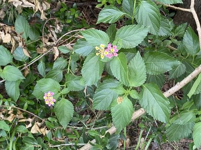 Lantana strigocamara, photographed by ALLIE BORGMEYER