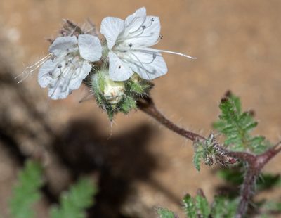 Phacelia distans, photographed by Don Loarie