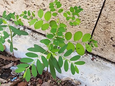 Phyllanthus tenellus, photographed by Tyler Bishop