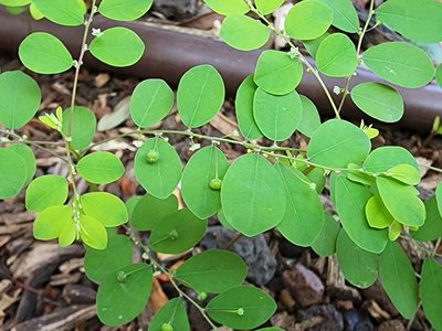 Phyllanthus tenellus, photographed by Tyler Bishop