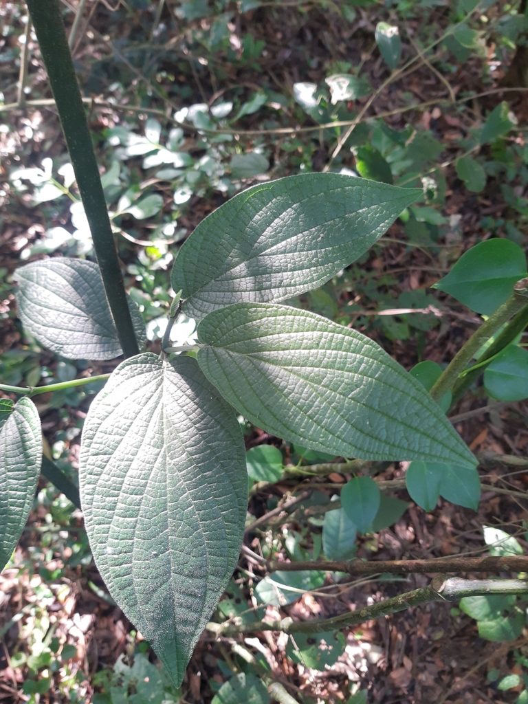 Piper mollicomum, photographed by Diego Dos Anjos Souza