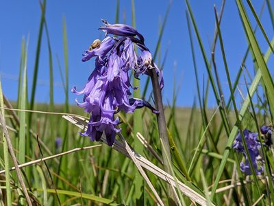 Hyacinthoides non-scripta, photographed by Victor Heng