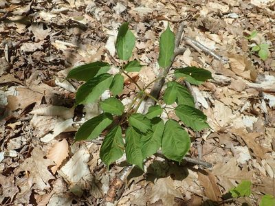 Panax quinquefolius, photographed by Lynn Harper