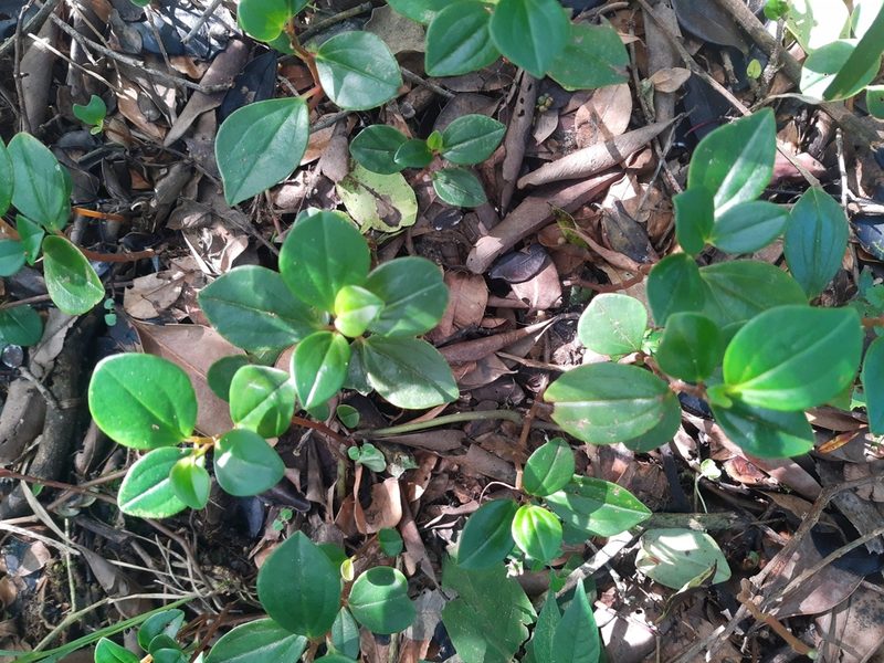 Peperomia glabella, photographed by Diego Dos Anjos Souza