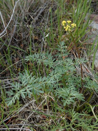 Lomatium hendersonii, photographed by Nolan Exe